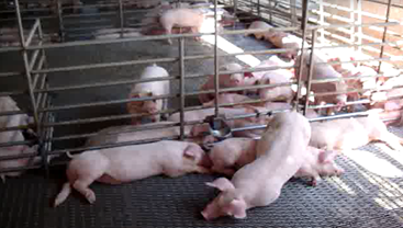 圖2、目前導入的新型乾淨的養豬場